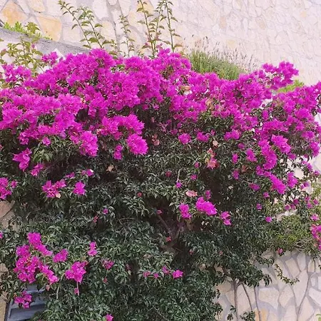 Apartamento La Terrazza Di Monaco Cap-d'Ail